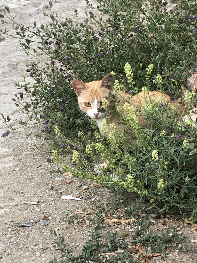 Kedim önceden saldırgan değildi diğer kedilerle anlaşırdı. Şimdi neden psikopat olmuştur?