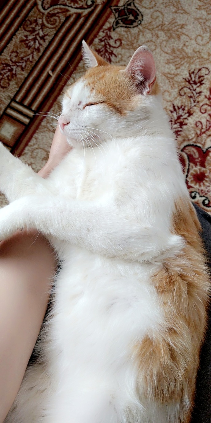Evcil hayvanınızın fotoğrafını paylaşabilir misiniz💜☺️?