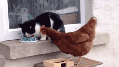 Yemek aşkında ısrar olur :D :D :D