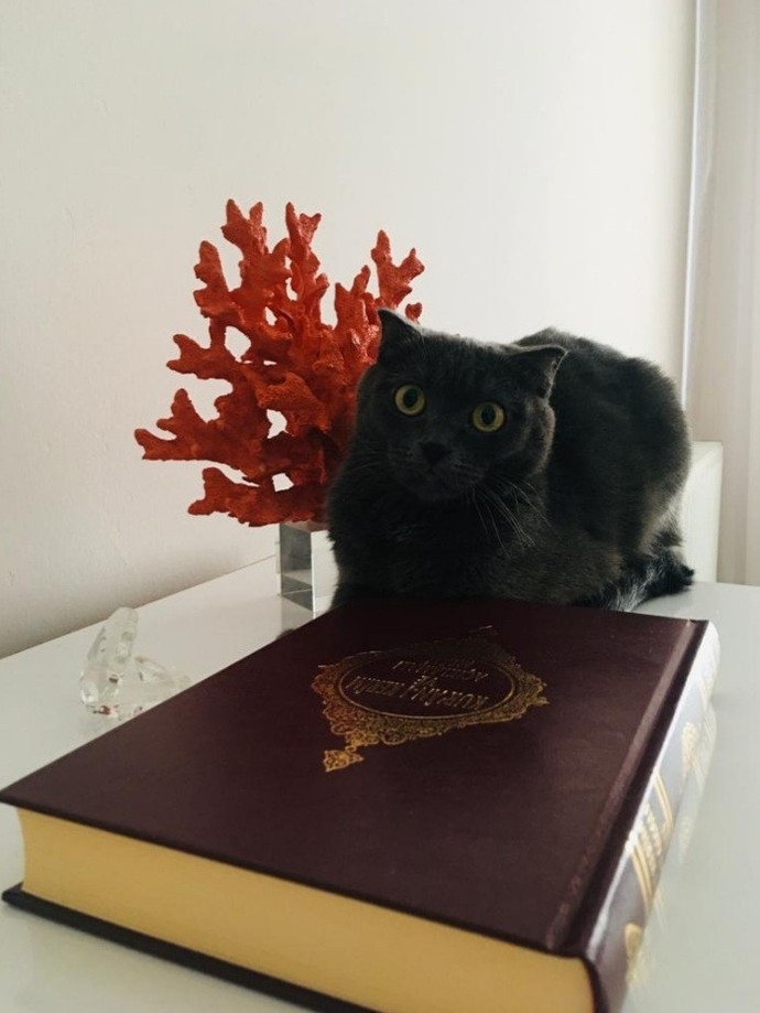 Hiç imanlı kedi görmüş müydünüz?