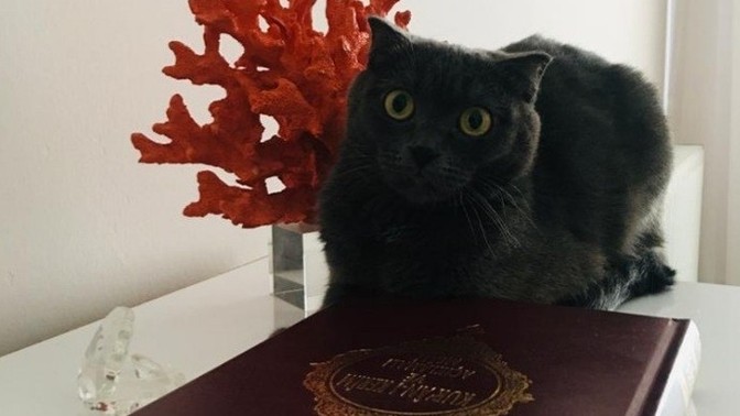 Hiç imanlı kedi görmüş müydünüz?