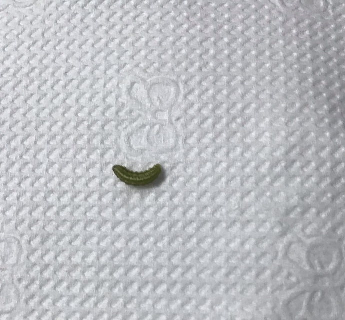 Yiyeceğinden böyle bir cisim çıksa iğrenir misin?