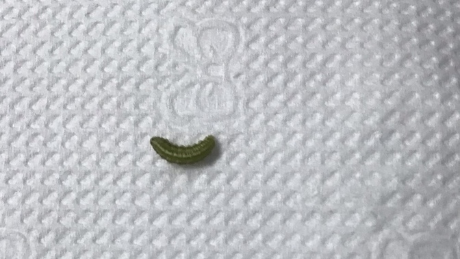 Yiyeceğinden böyle bir cisim çıksa iğrenir misin?