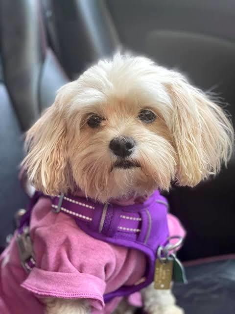 Bir evcil hayvan almak istiyorum kedi mi köpek mi almalıyım?