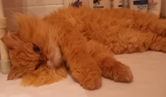 Bir evcil hayvan almak istiyorum, kedi mi köpek mi almalıyım?