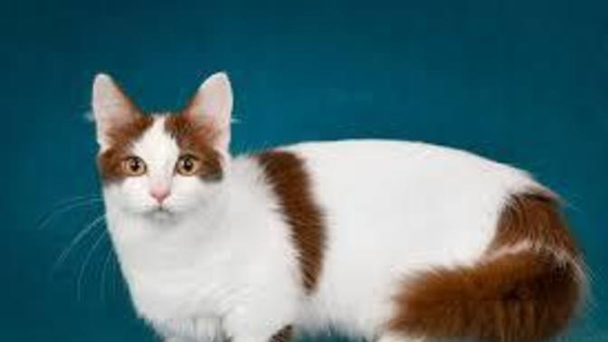 Bir evcil hayvan almak istiyorum, kedi mi köpek mi almalıyım?