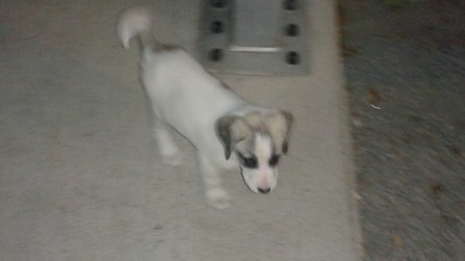 Bu yavru köpeciğin cinsi nedir?