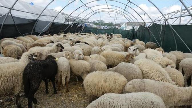 10 tane kurbanlık ne kadar eder?
