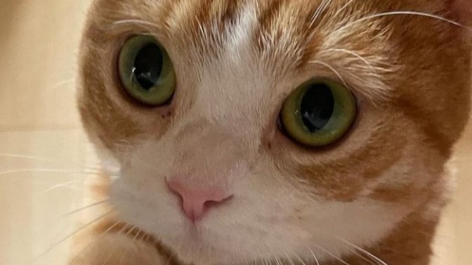 Benim kedyyden güzeli varsa piste alalım?