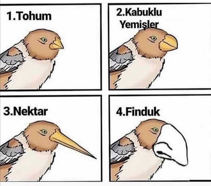 Komik şeyleri sever misiniz?
