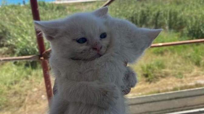 Hayvan dostlarınızın kardeşleri var mı?