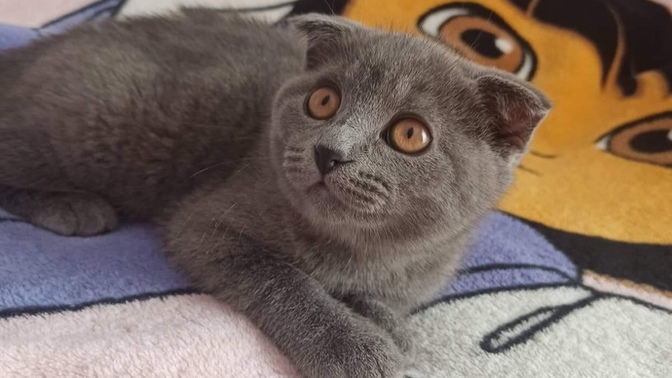 Bir şey danışabilir miyim?
