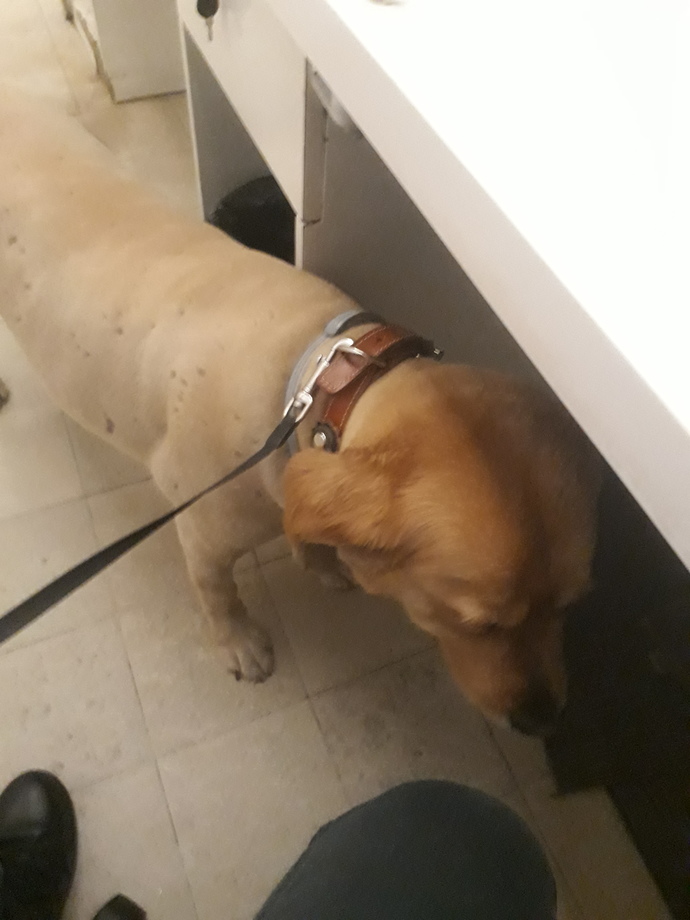Kedileri, köpekleri öpebiliyor musun?