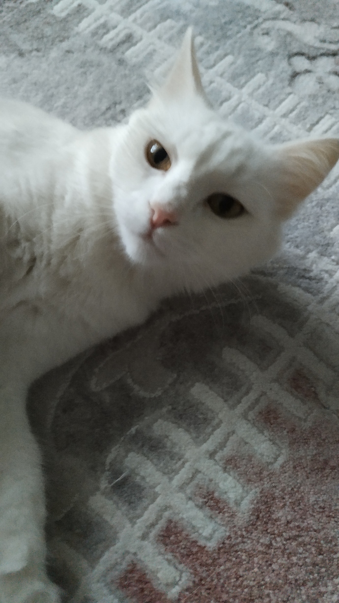 Kedileri, köpekleri öpebiliyor musun?