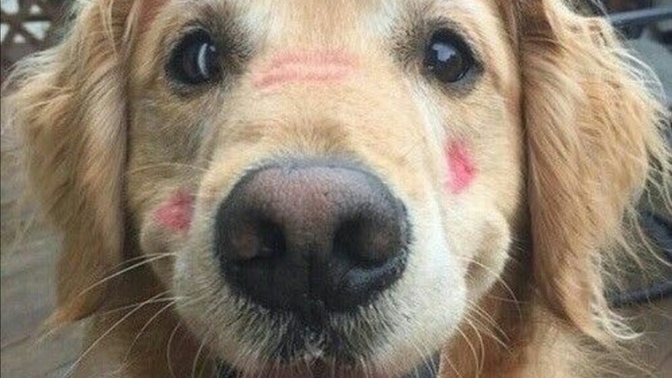 Kedileri, köpekleri öpebiliyor musun?
