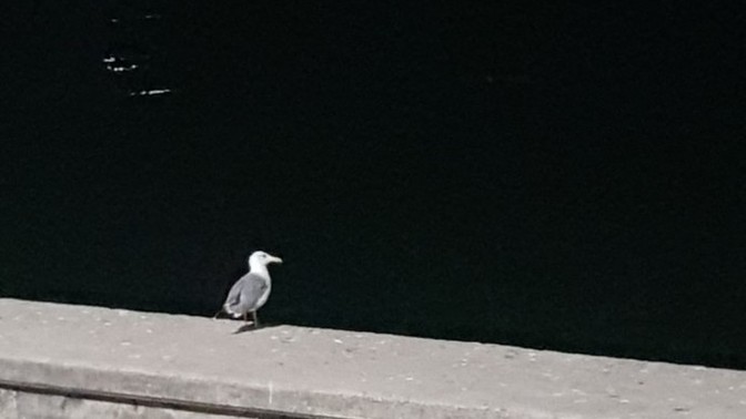 Bu martının derdi ne?