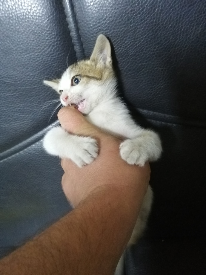 Topuk canavarı.. 🦁