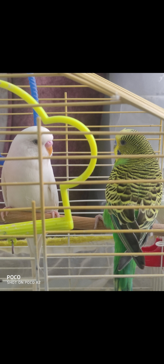 Erkek muhabbet kuşu dişiden neden korkar ve kaçar?