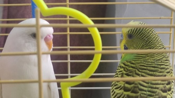 Erkek muhabbet kuşu dişiden neden korkar ve kaçar?