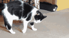 Kediler mi daha komik, köpekler mi?