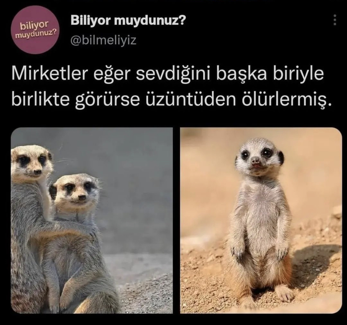 Hele hele şovmen mirketlere bak sen. Aynen karşim en çok sen seviyon tm