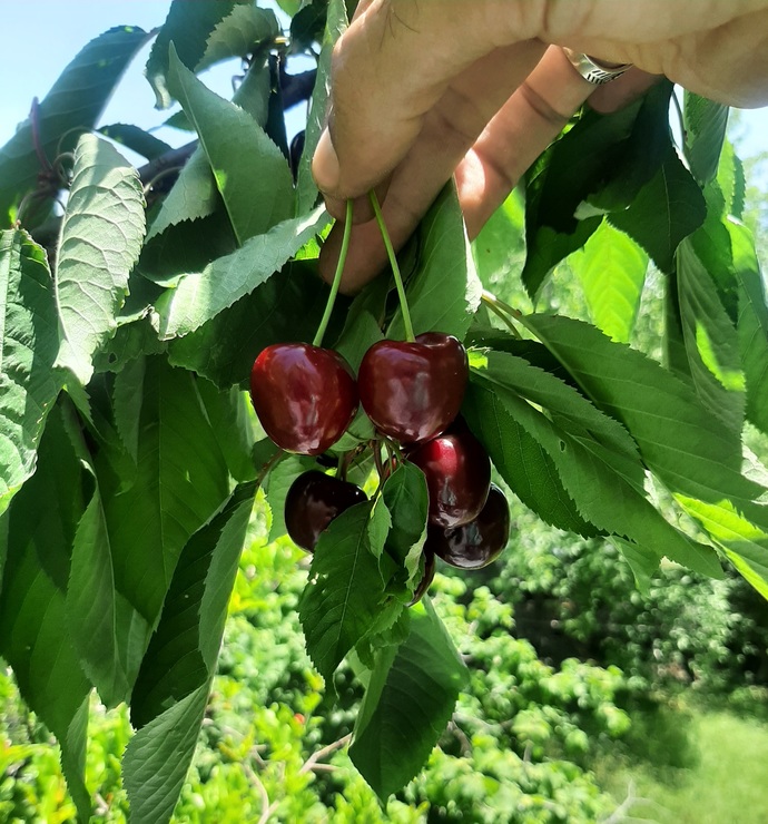 Kiraz dudaklımm.. 🍒