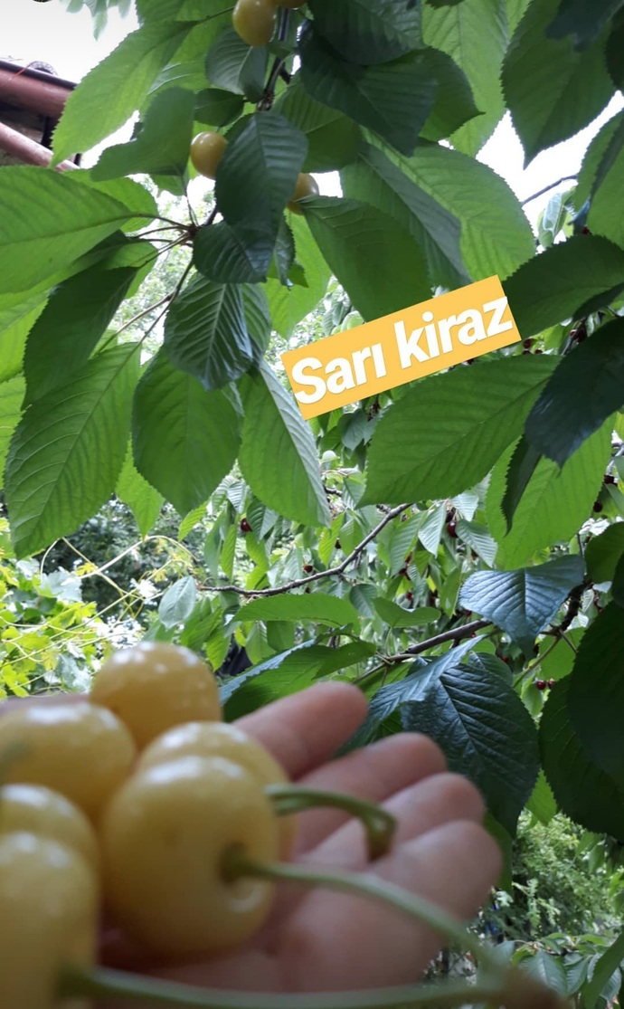 Meyveyi dalından yemeyi sever misiniz?