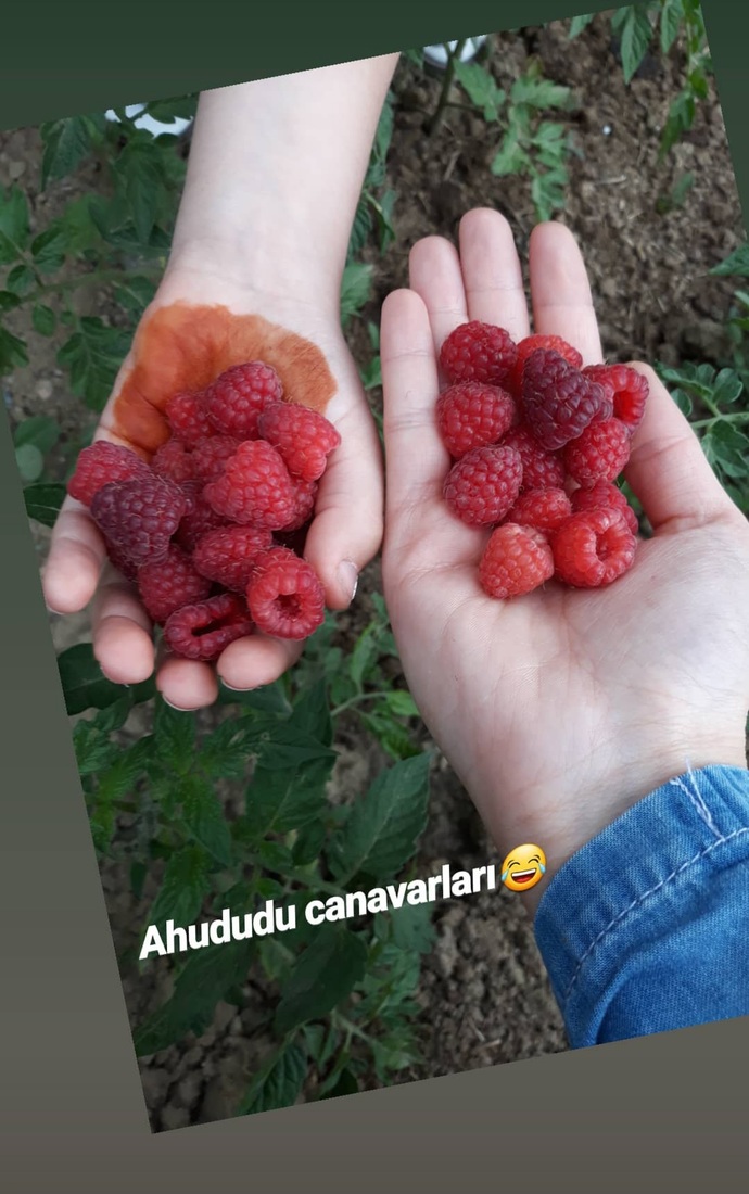 Meyveyi dalından yemeyi sever misiniz?