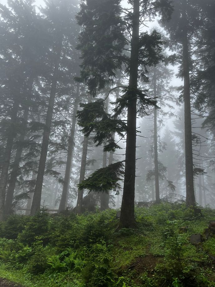 🏕️