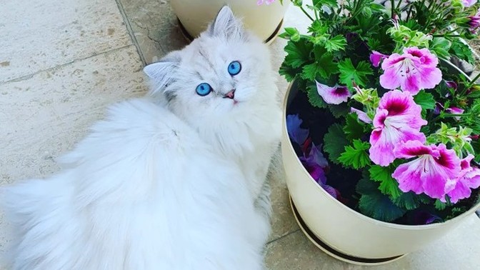 Kedim erik, kiraz, kayısı, karpuz falan yiyor. Bir şey olur mu?