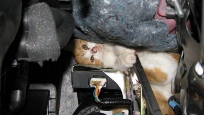 Arabamın altına kedi girdi, nasıl çıkartabilirim?