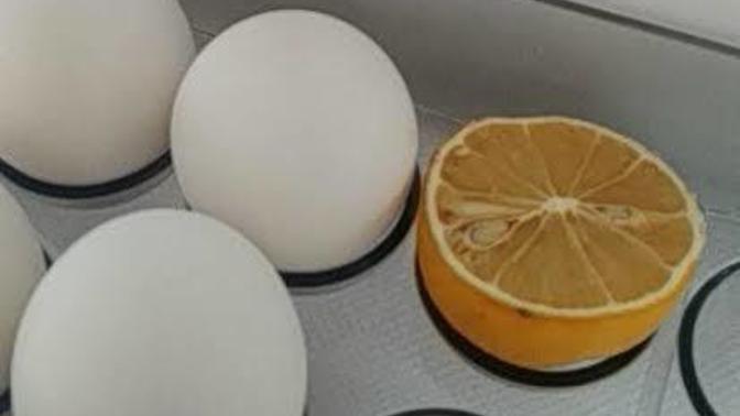 Buz dolabınızda yarım limon hariç ne var 🍋 ?
