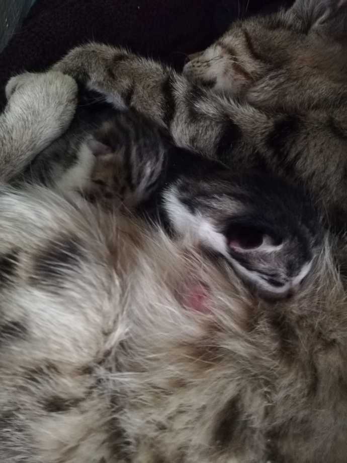 Günaydın evcil dostlarınız uyandı mı?