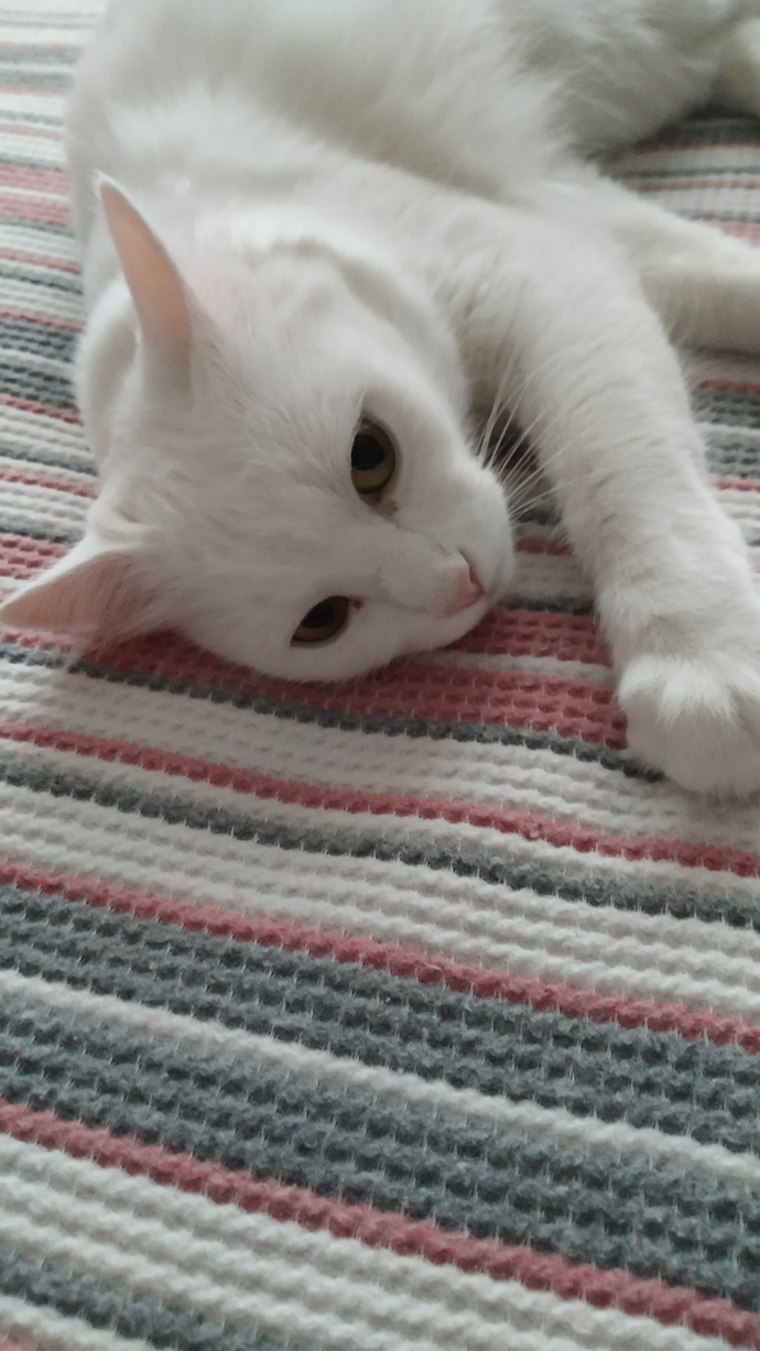 Günaydın evcil dostlarınız uyandı mı?