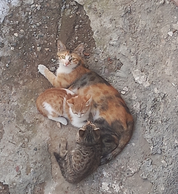 Evde beslemeyeceğin hayvan hangisi olurdu?