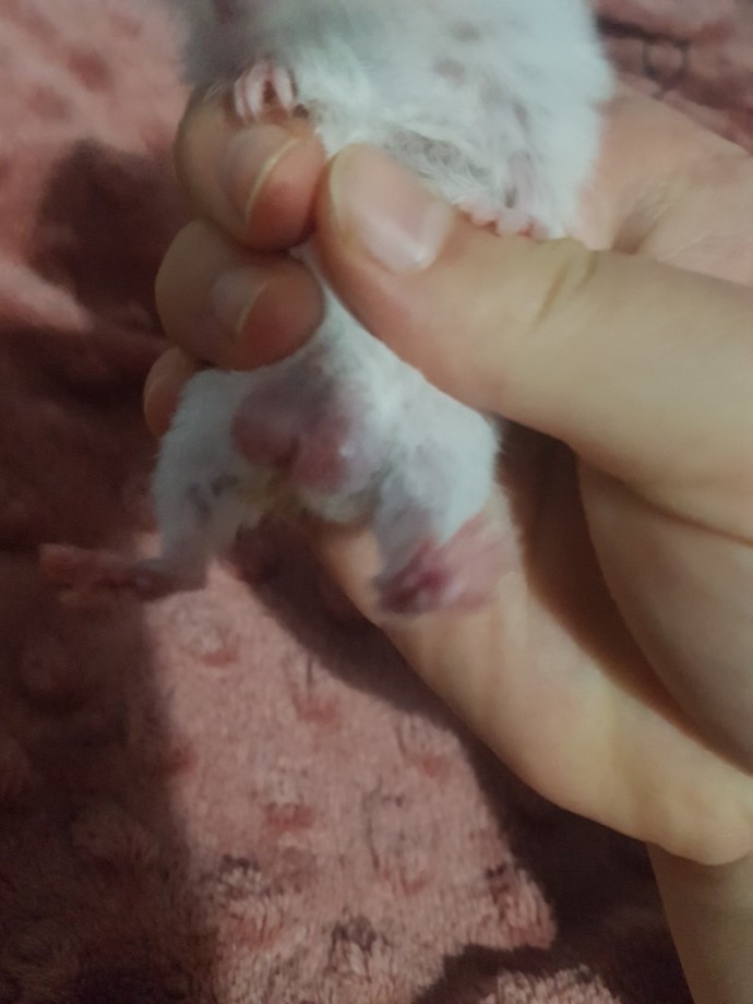 Hamsterımın götü şişti, neden olabilir?