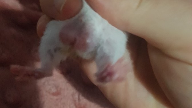 Hamster'ımın götü şişti, neden olabilir?