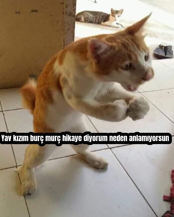 Kediler bir burç olsa hangi burç olurdu😃?