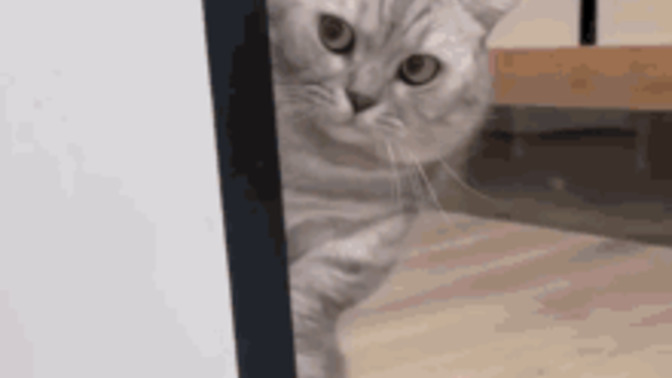 Kediler bir burç olsa hangi burç olurdu😃?