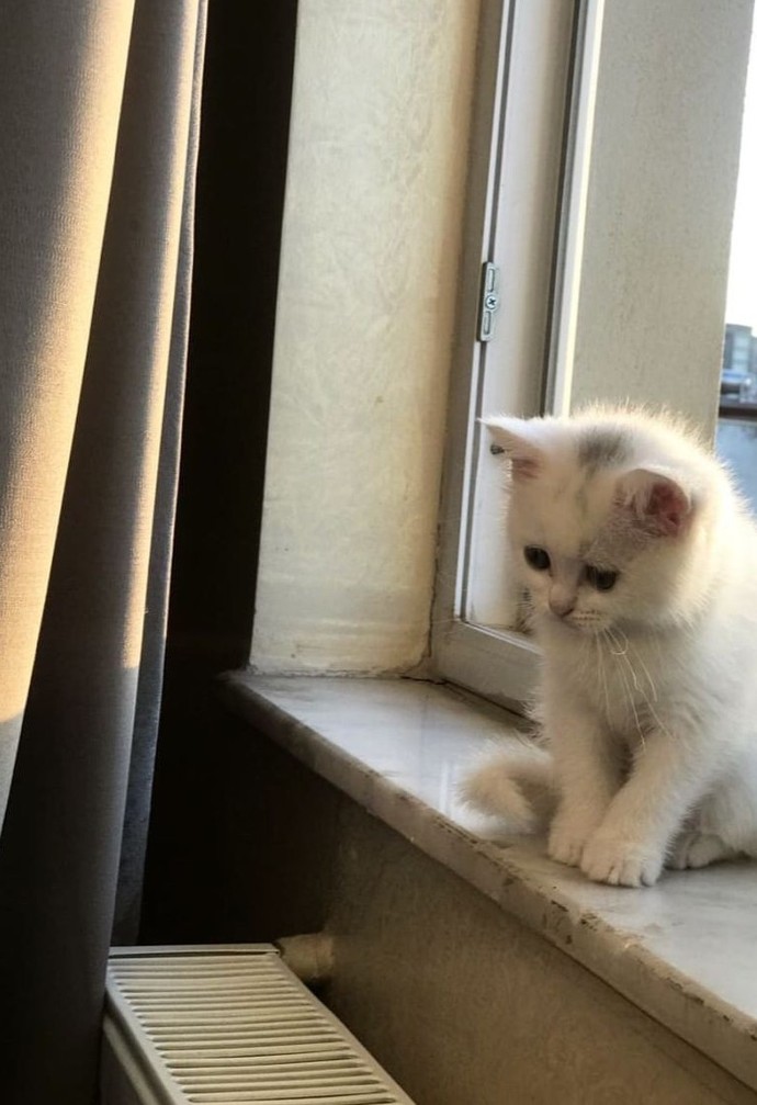 Bu kedicik gibi yalnız olan var mı?