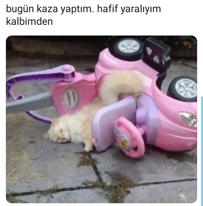 Bu kedicik gibi yalnız olan var mı?