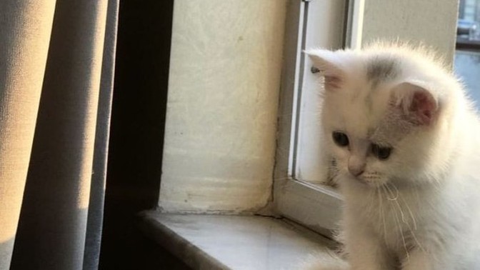Bu kedicik gibi yalnız olan var mı?