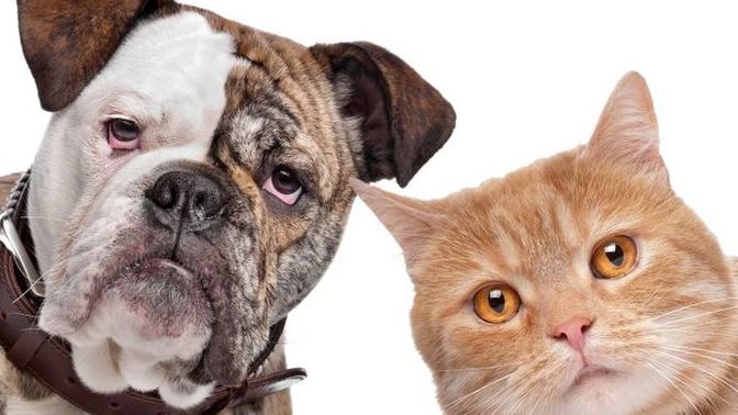Köpeksever misin🐶 yoksa Kedisever misin🐱?