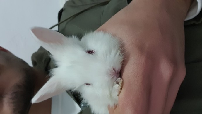 Hiç tavşan beslediniz mi?