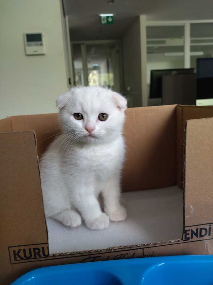Kedi masrafı nasıl?