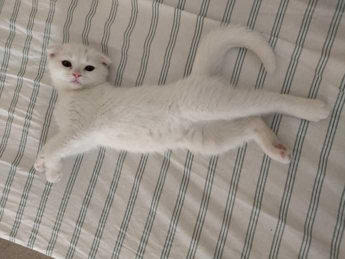 Kedi masrafı nasıl?