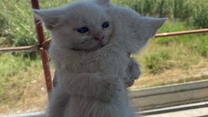 Kedi sevmeyen biriyle evlenir misiniz?