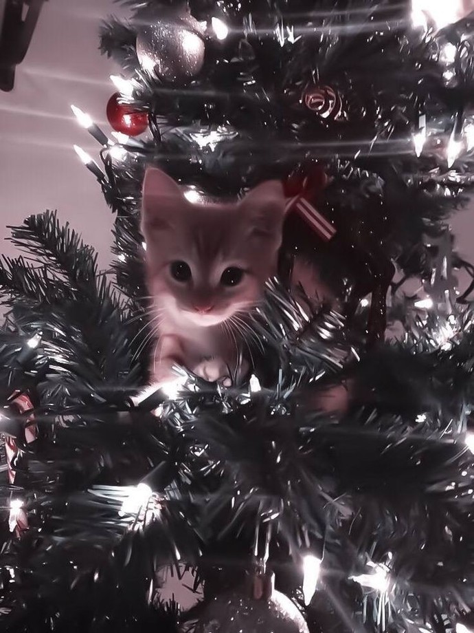 Bir kedi olsaydın ilk ne yapardın?