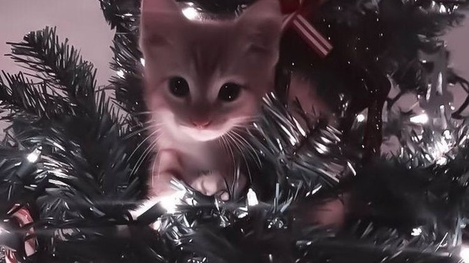 Bir kedi olsaydın ilk ne yapardın?