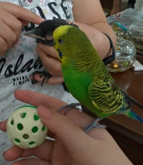 Daha önce hiç karga beslemiş miydiniz?